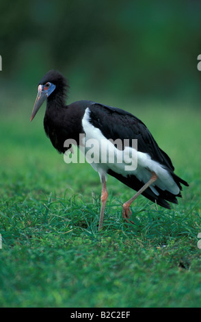 Abdim`s Stork, White-bellied Stork (Ciconia abdimii) Stock Photo
